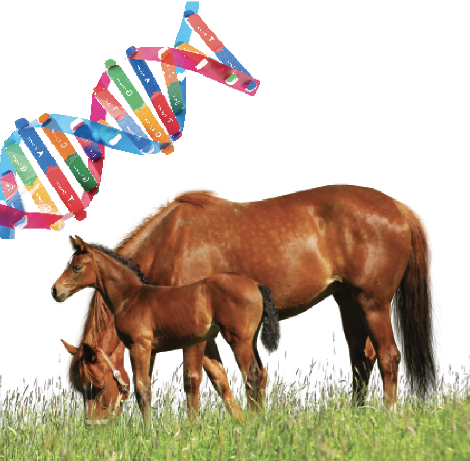 linebreeding is a form of inbreeding